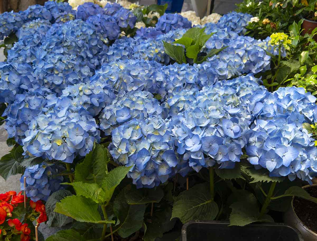 Hortensja ogrodowa Nikko Blue z intensywnie niebieskimi kwiatostanami &ndash; ikona trendu Cool Blue 2026