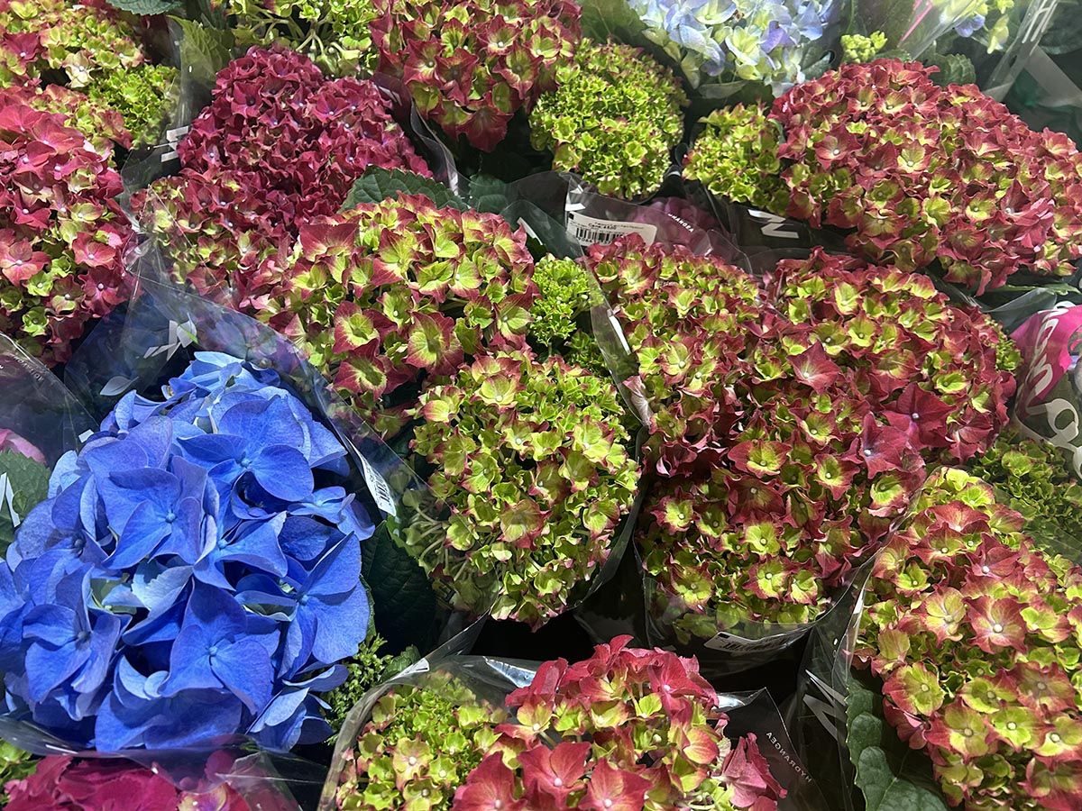 Hortensje hortensje