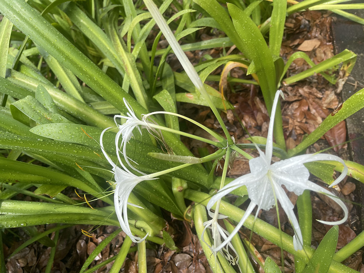 Ismena ismenablanczatka