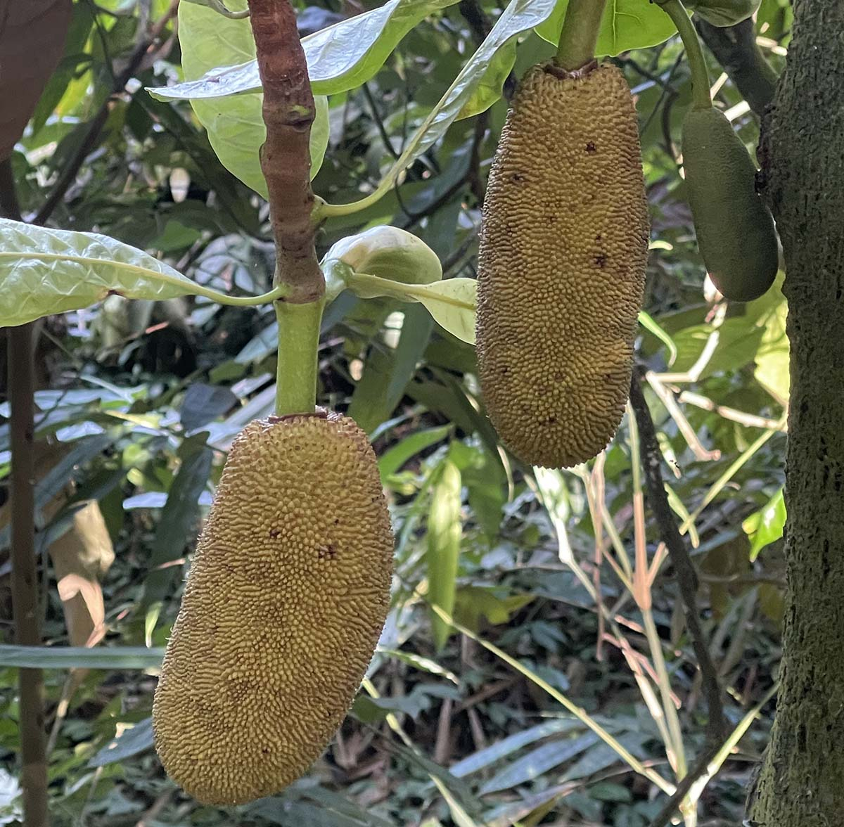 jackfruit-owoce-na-drzewie Młode owoce jackfruit rosnące na pniu drzewa w tropikalnym lesie