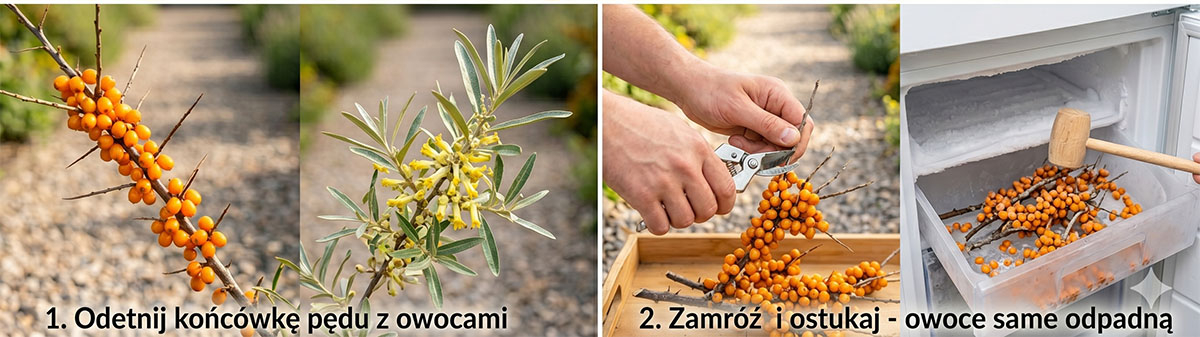 Instrukcja krok po kroku jak zbierać owoce rokitnika bez kolców: odcinanie końcówek pędów sekatorem, mrożenie w zamrażalniku i szybkie otrząsanie zamrożonych owoców.