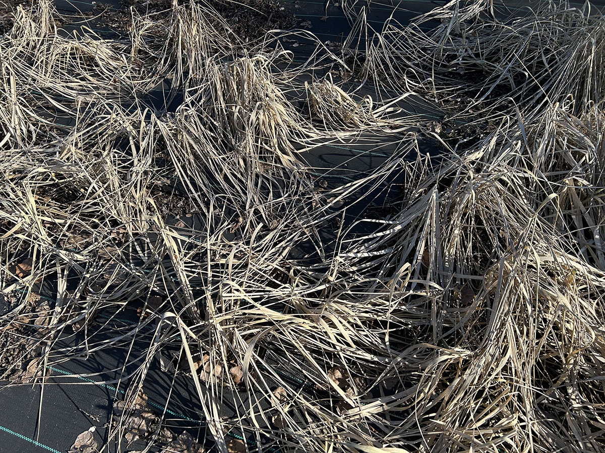 Jak przycinać trawy ozdobne? jak przycinac trawy ozdobne