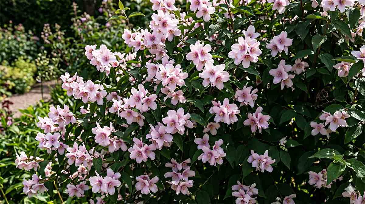 Różowy jaśminowiec Petite Perfume Pink w pełni kwitnienia - delikatne różowe kwiatki na tle ciemnozielonego listowia