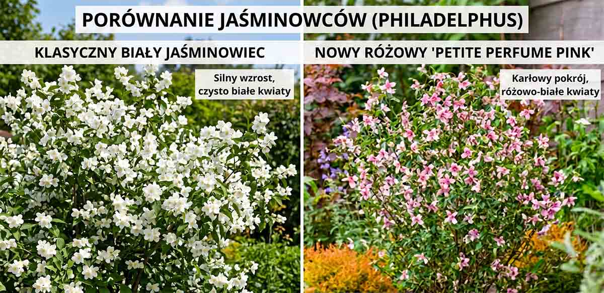 Porównanie klasycznego białego jaśminowca i nowego różowego Petite Perfume Pink