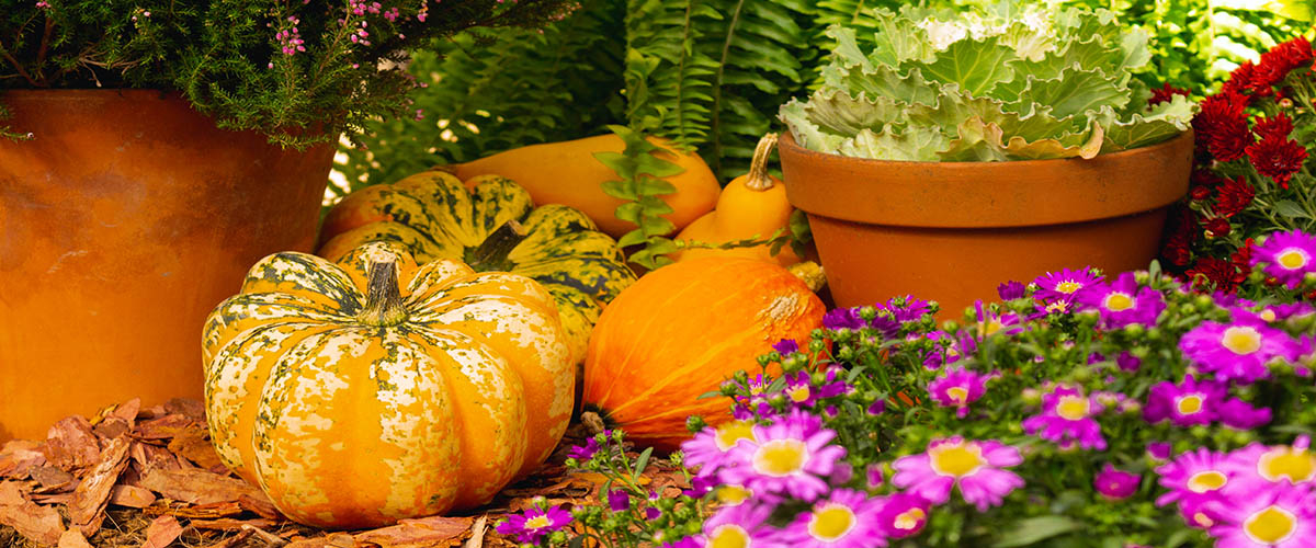 jesień w ogrodzie, kolorowe liście, dynia, kolorowe kwiaty