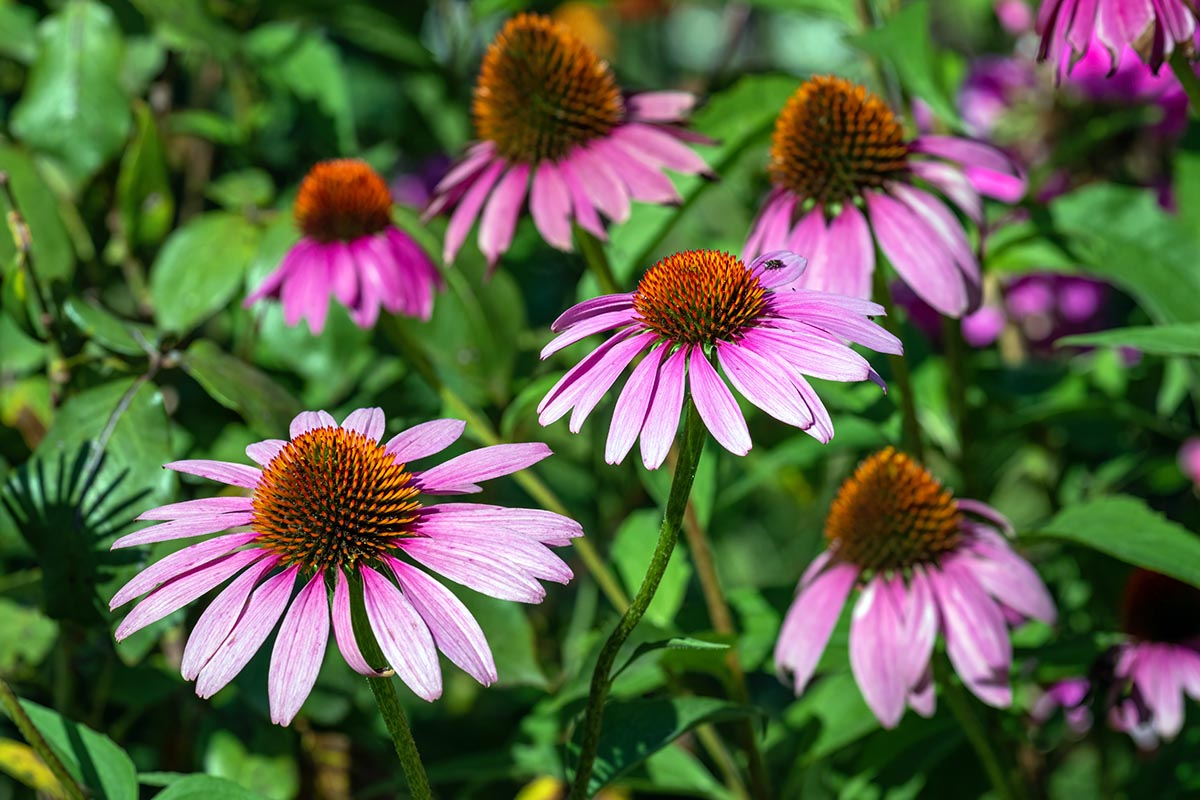 Piękna, różowa jeżówka purpurowa kwitnąca na słonecznej grządce ziołowej.