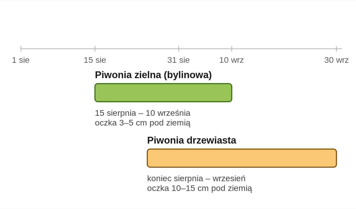 Kalendarz terminów przesadzania piwonii zielnej i drzewiastej w sierpniu i wrześniu