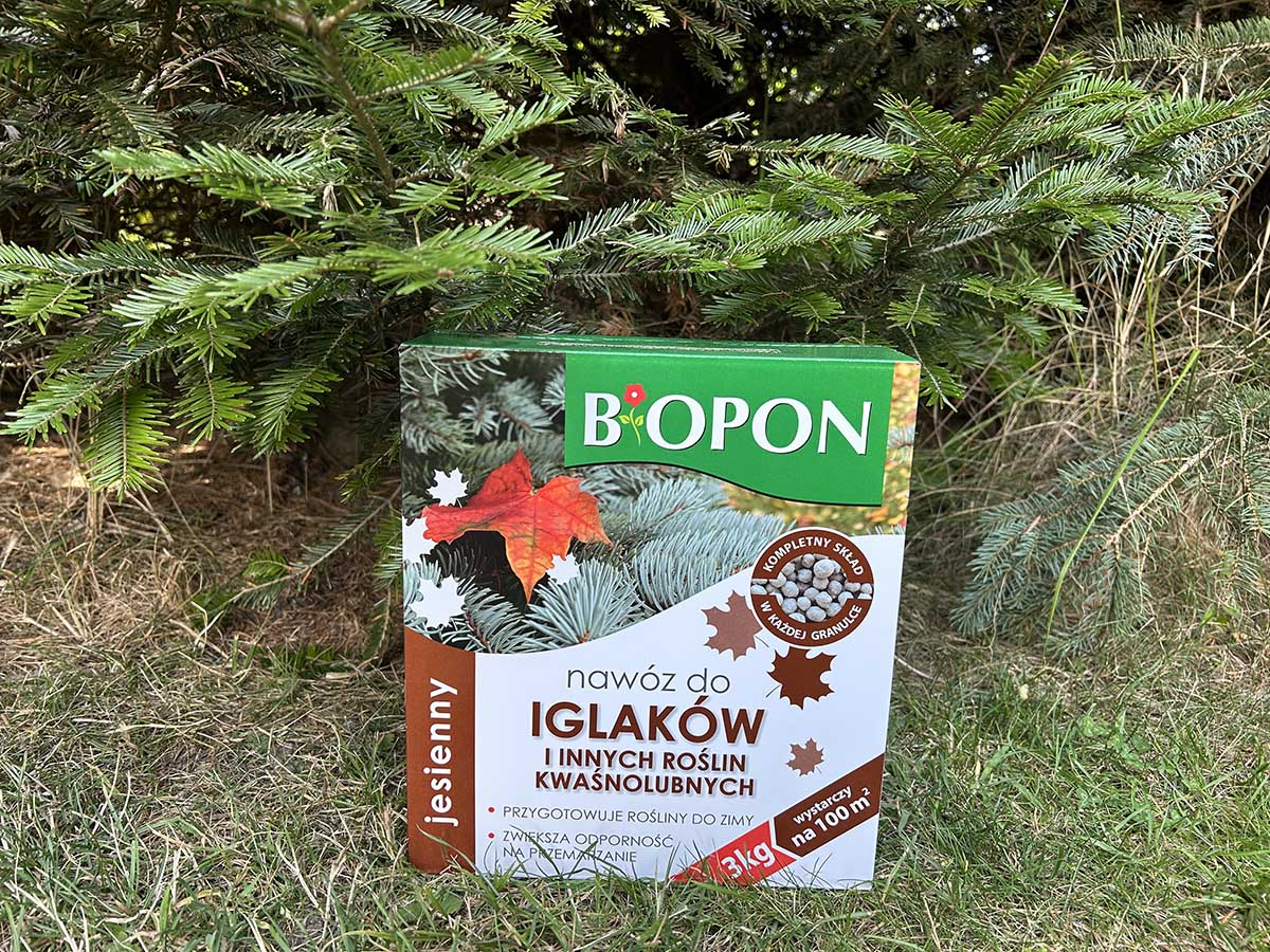 Stosowanie nawozu jesiennego do iglaków Nawóz jesienny do iglaków i roślin kwaśnolubnych Biopon ustawiony przy iglaku