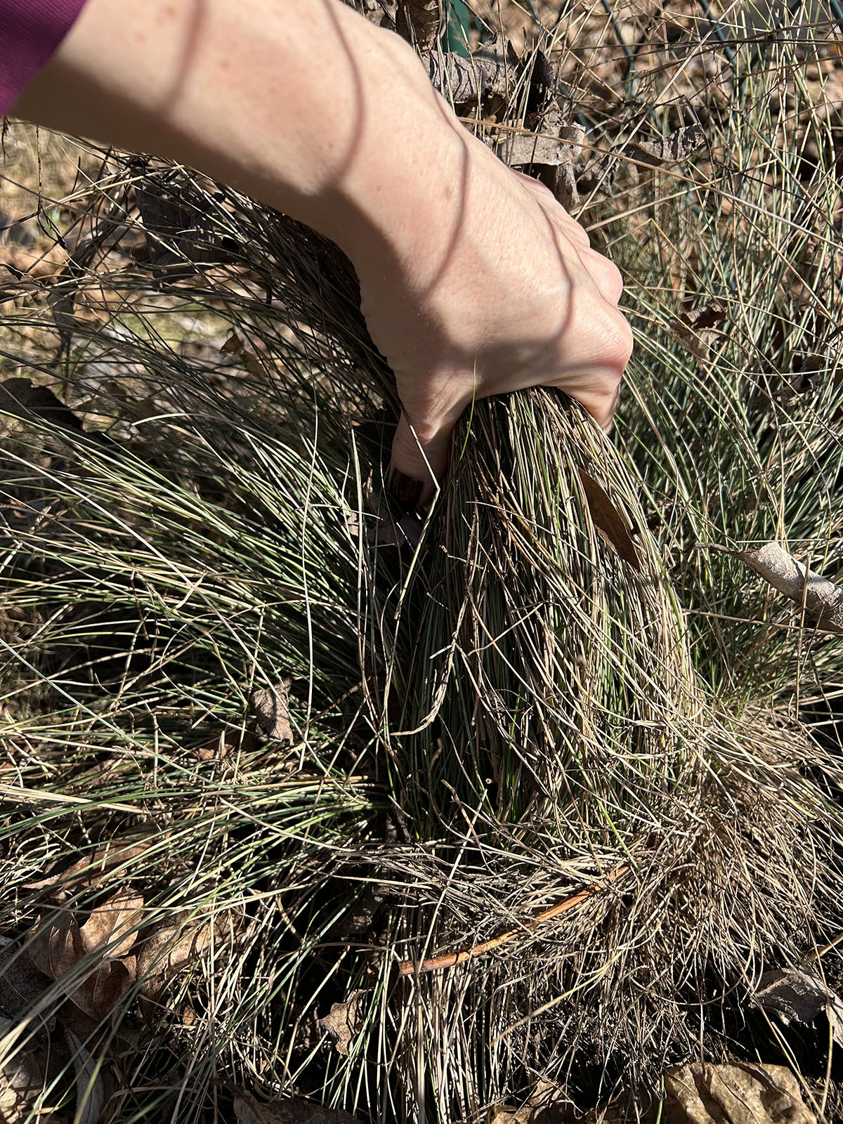 Kiedy przycinac trawy ozdobne kiedy przycinac trawy ozdobne