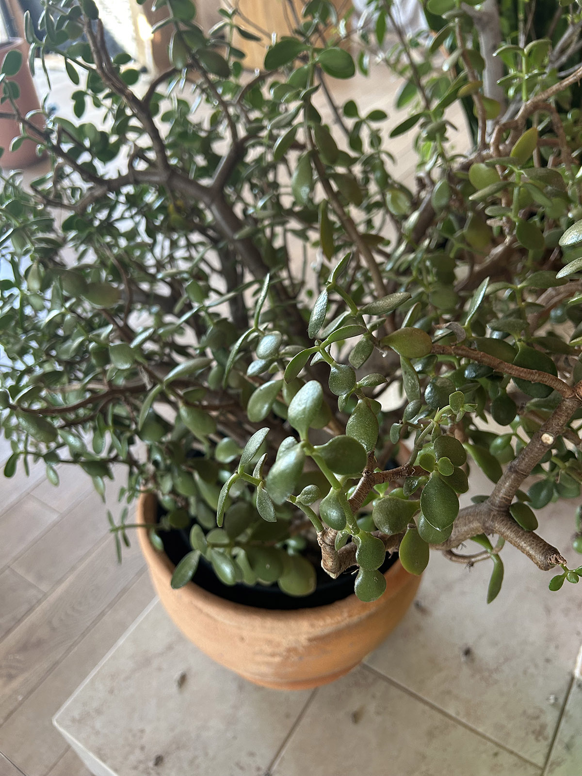 Grubiosz kiedy wyniesc grubosza na dwor