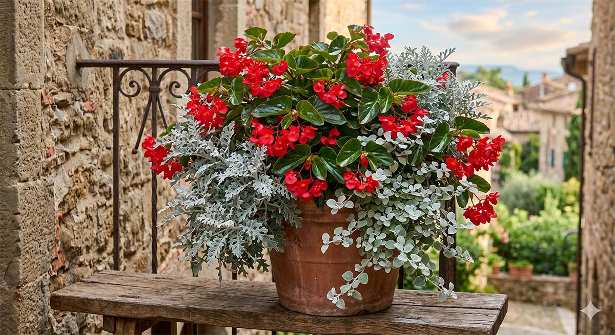 Elegancka kompozycja w terakotowej donicy na balkonie: czerwona begonia Dragon Wing zestawiona ze srebrzystym starcem popielnym (mrozy