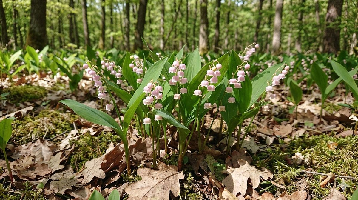 konwaliarozowa konwaliarozowa