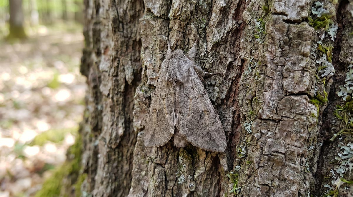 Dorosła ćma korowódka dębówka na korze drzewa Dorosły motyl nocny (ćma) korowódka dębówka o szaro-brunatnych, lekko owłosionych skrzydłach i tułowiu, siedzący pionowo na chropowatej, spękanej korze pnia drzewa w lesie. Ćma idealnie wtapia się w otoczenie dzięki barwom ochronnym.