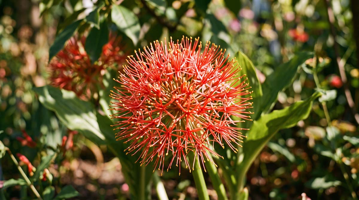 Krasnokwiat - egzotyczna „kula ognia” w zbliżeniu Zbliżenie na kulisty, czerwony kwiatostan krasnokwiatu Katarzyny (Scadoxus multiflorus) z widocznymi żółtymi pylnikami, rosnący w ogrodzie.