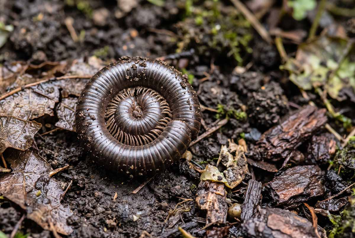 Krocionóg zwinięty w spiralę na wilgotnej ziemi w ogrodzie