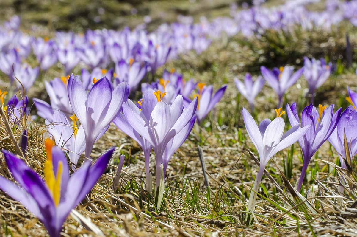 Krokus jesienny w ogrodzie krokus jesienny sadzenie w sierpniu