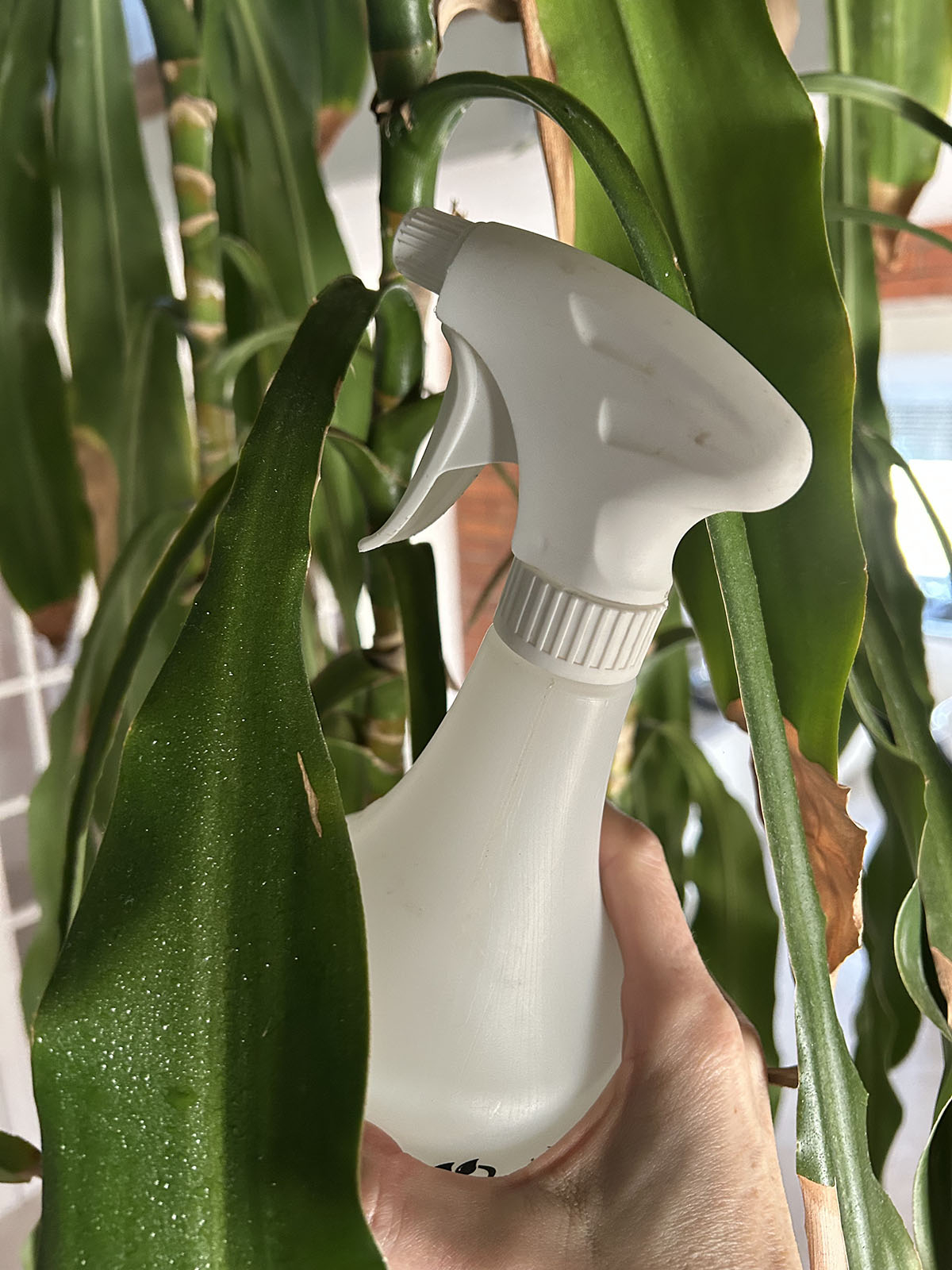 ktoreroslinylubiazraszanie