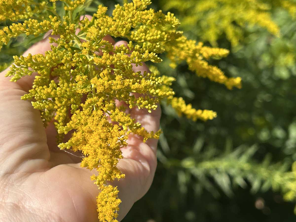 Prawidłowy zbiór wierzchołków pędów nawłoci Dłoń trzymająca żółty, wiechowaty kwiatostan nawłoci przygotowany do ścięcia