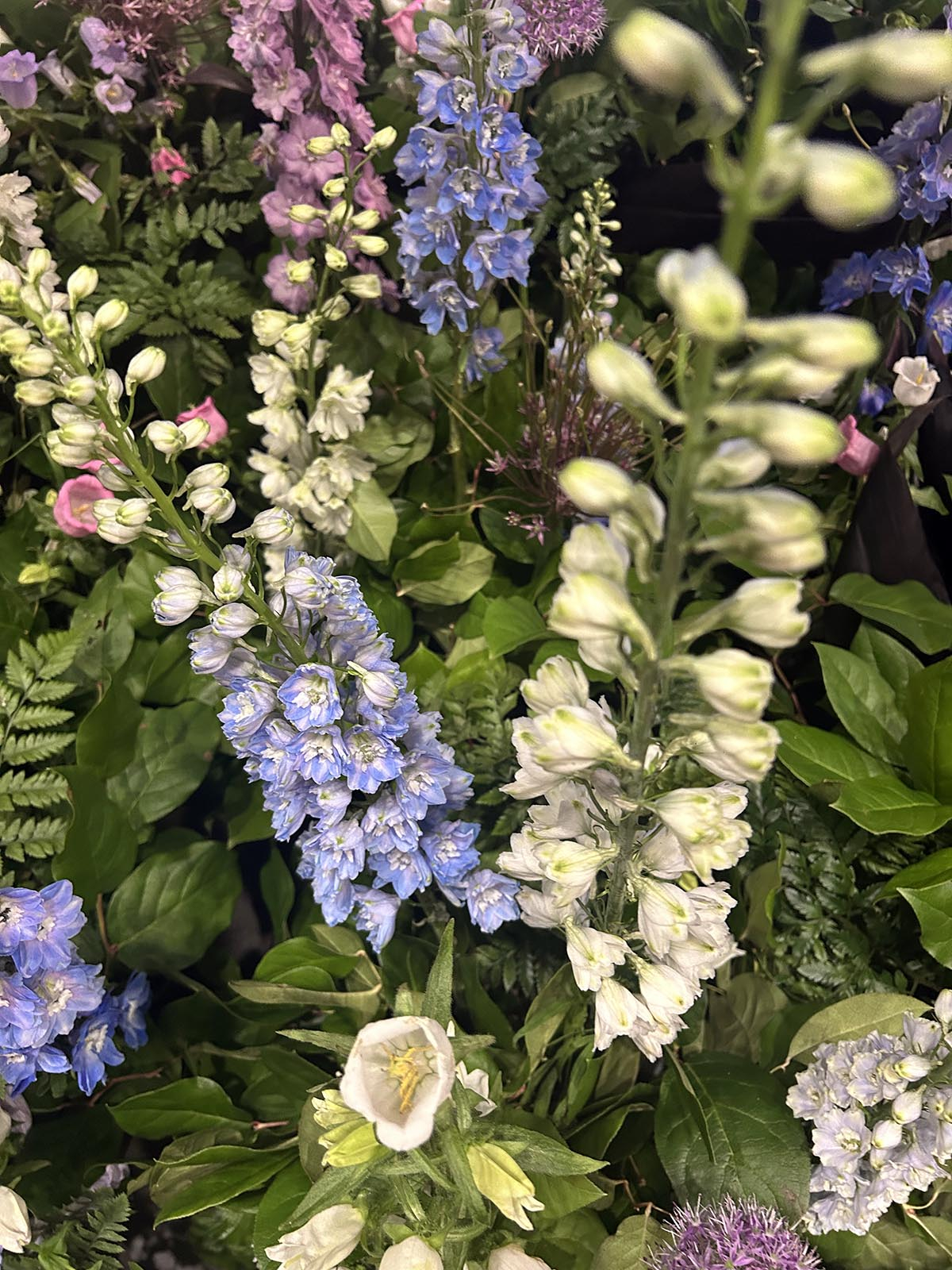 Kwiat ostróżki ostróżka kwiaty