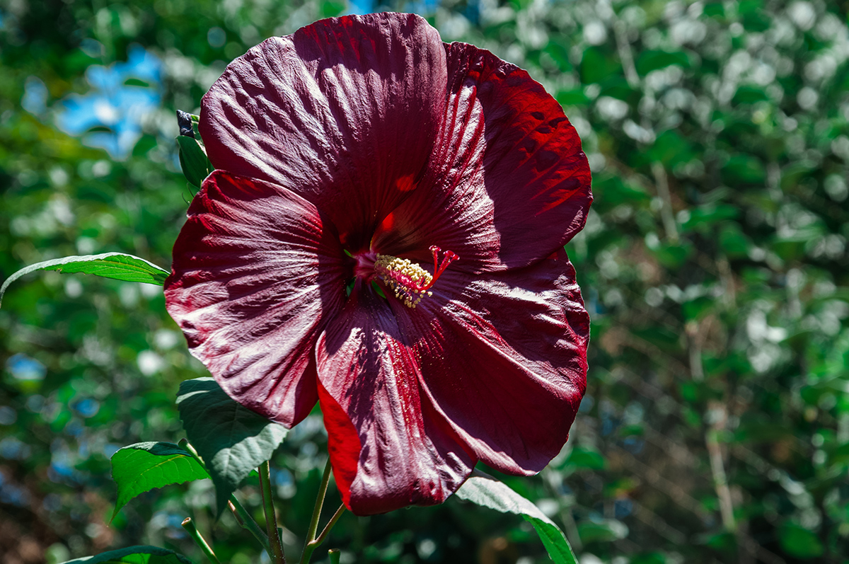 ogromne kwiaty hibiskusa bagiennego w kolorze czerwonym