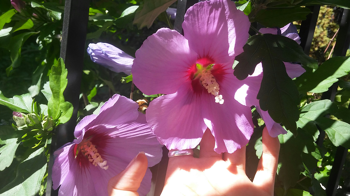 kwiaty hibiskusa bagiennego w porownaniu do wielkosci dloni