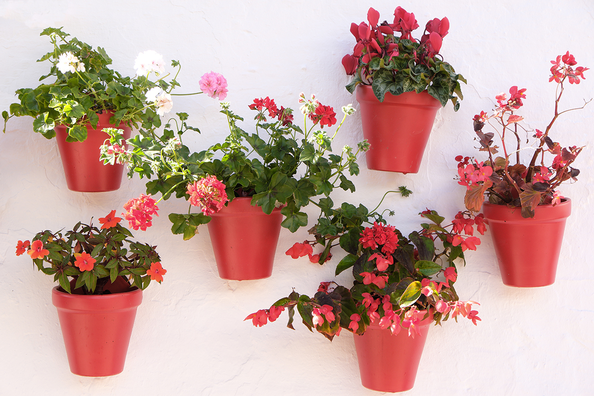 kwiaty pelargonii i innych roslin balkonowych