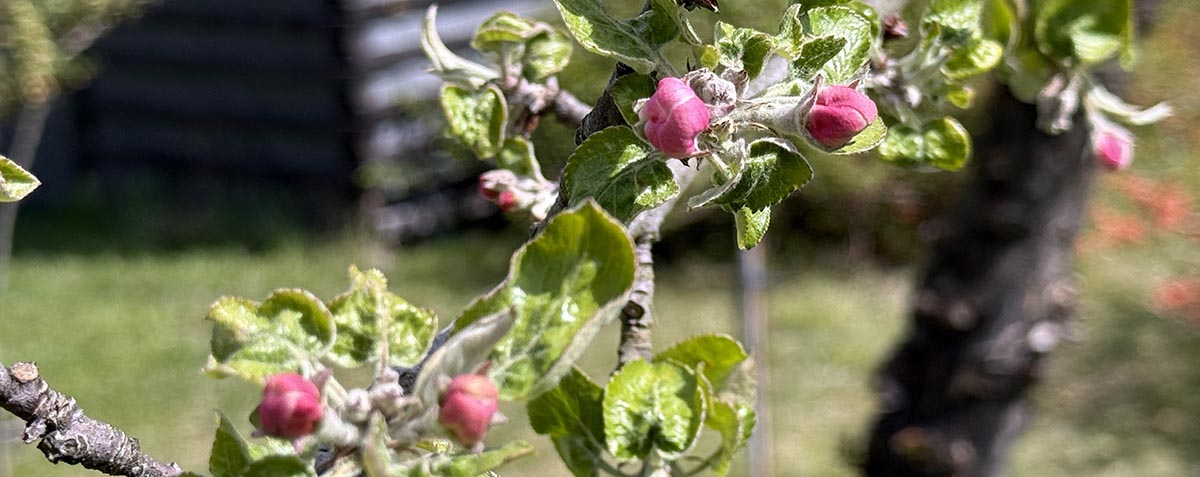 Kwitnący sad jabłoniowy o poranku spowity mgłą i promieniami słońca