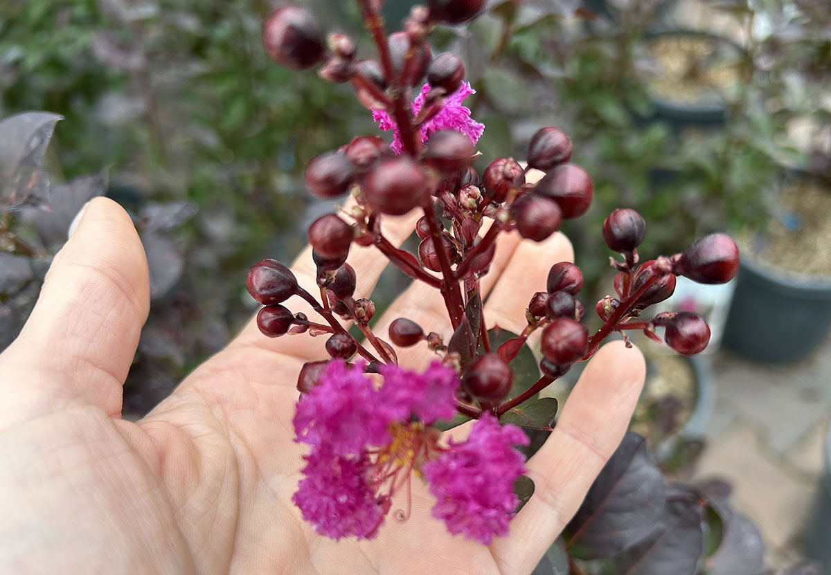 Lagerstroemia jesienią - kwiat i torebki nasienne Kwiat Lagerstroemii i dojrzewające torebki nasienne trzymane na dłoni