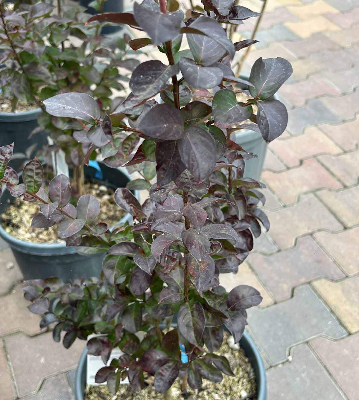 Lagerstroemia w donicy - odmiana ciemnolistna Lagerstroemia w donicy z ciemnymi, purpurowymi liśćmi jesienią