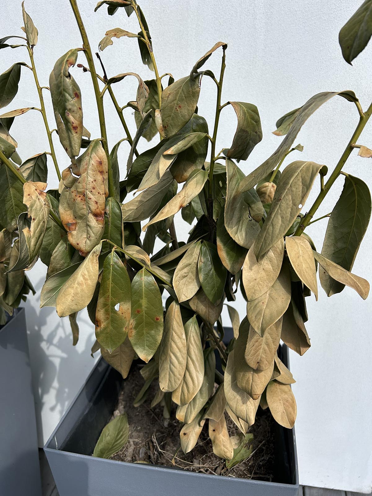 laurowiśnia uschnięta żółta martwa