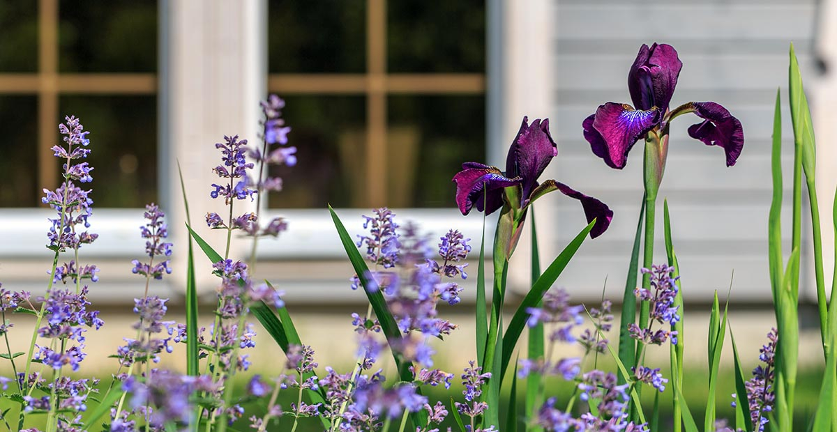 Fioletowa lawenda w ogrodzie jako naturalna ochrona przed kleszczami i komarami
