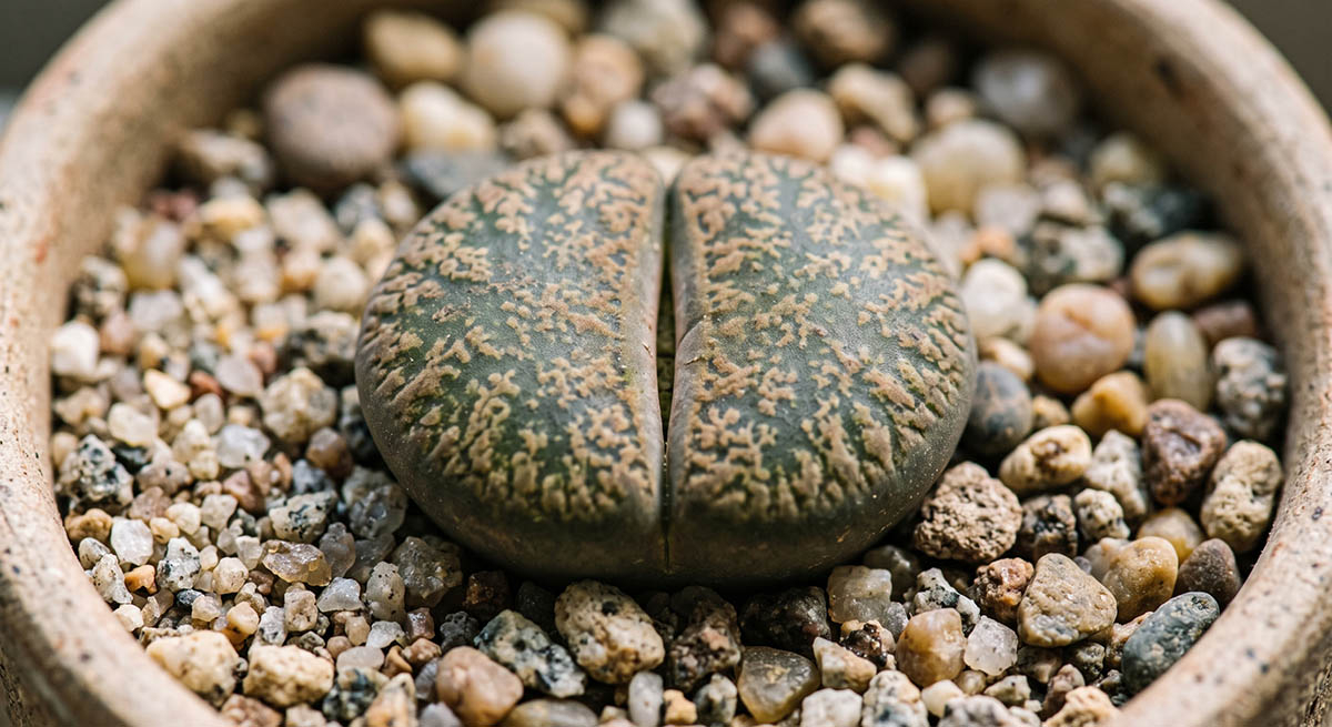 Pojedynczy egzemplarz Lithops - zbliżenie na unikalną strukturę liści. Zbliżenie macro na pojedynczego sukulenta Lithops (żywy kamień) rosnącego w doniczce z drobnym żwirem mineralnym.