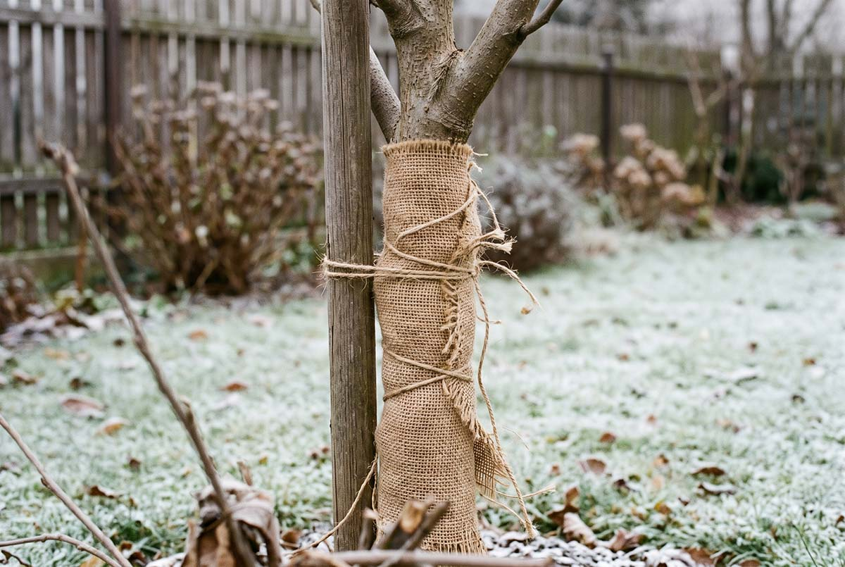 Pień młodej magnolii owinięty jutą jako osłona przed mrozem