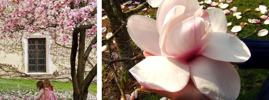 największa magnolia atlas Gardenowo
