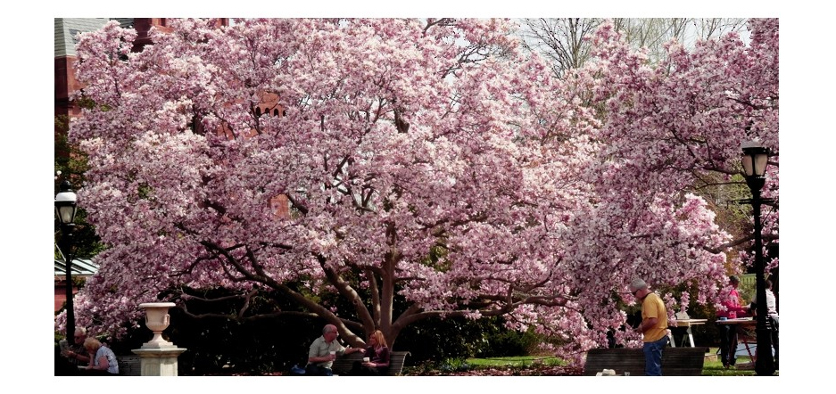 kwitnąca magnolia jane