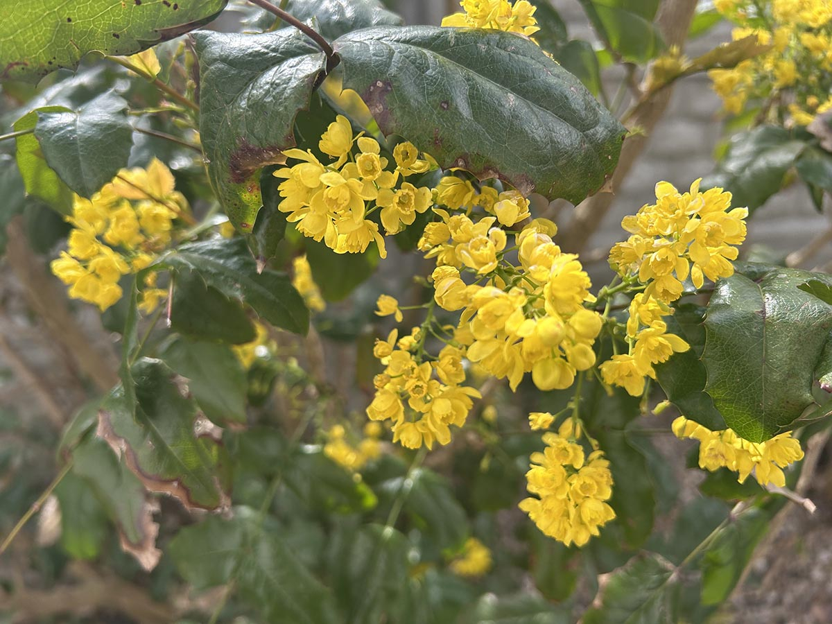 Mahonia pospolita z żółtymi kwiatami w ogrodzie zimą &ndash; zimozielony krzew ozdobny