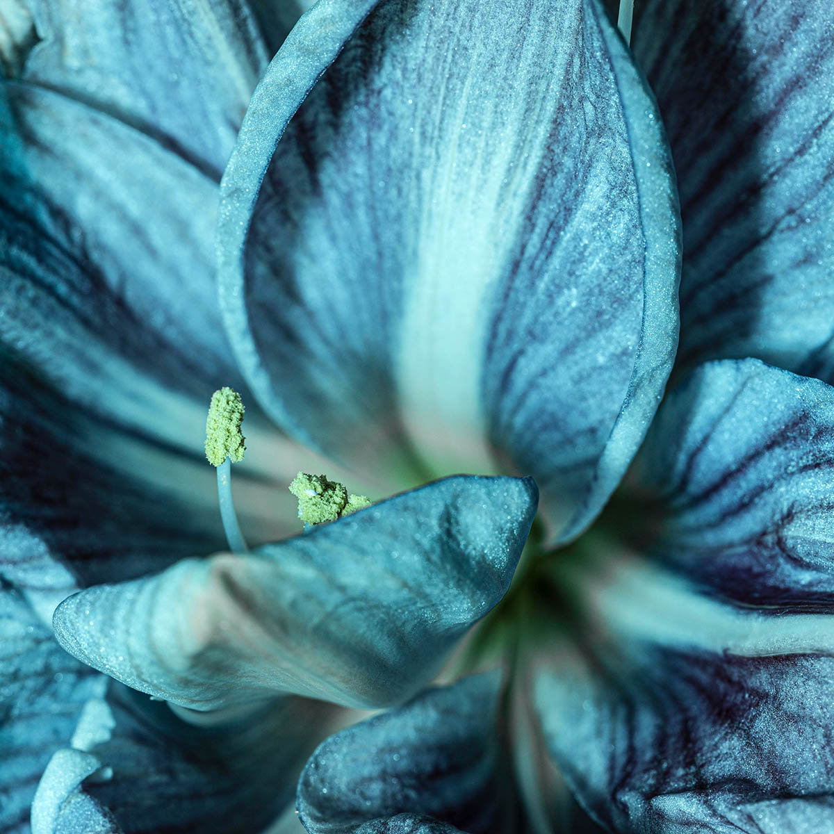 makro zblizenie na niebieski kwiat magnolii blue opal