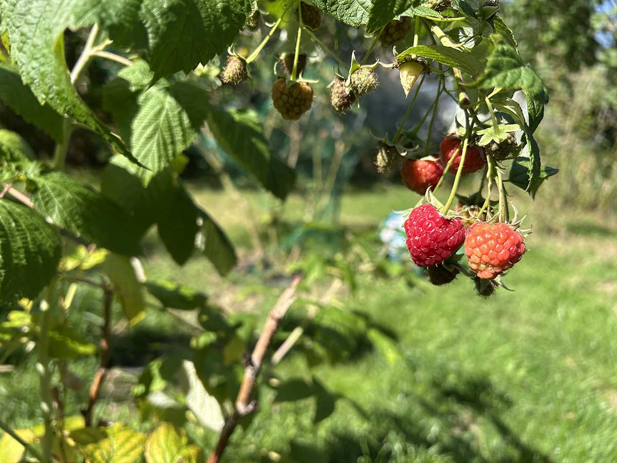Naturalne, nierówne dojrzewanie malin jesiennych Krzak maliny z owocami czerwonymi, brązowymi i zielonymi jednocześnie