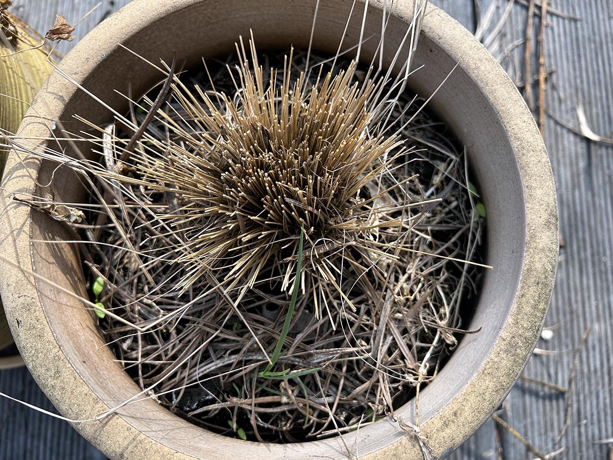 Martwa roślina martwa roślina