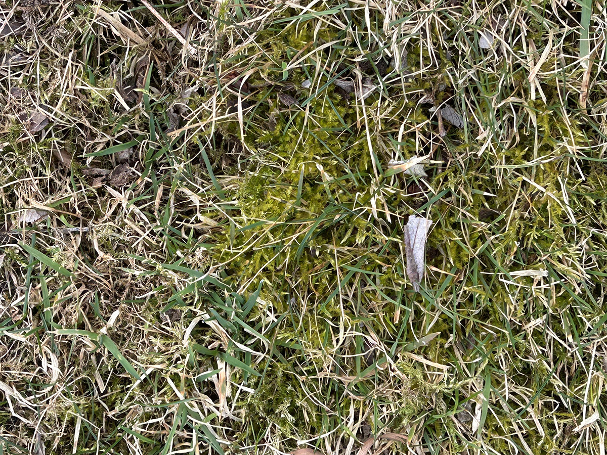 Mech w trawniku mech w trawniku