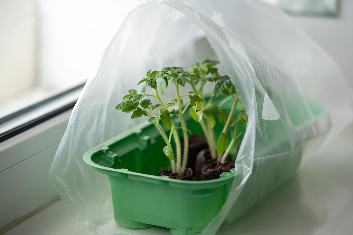 Sadzonki krzewów pod plastikową folią jako mini-szklarenka do ukorzeniania