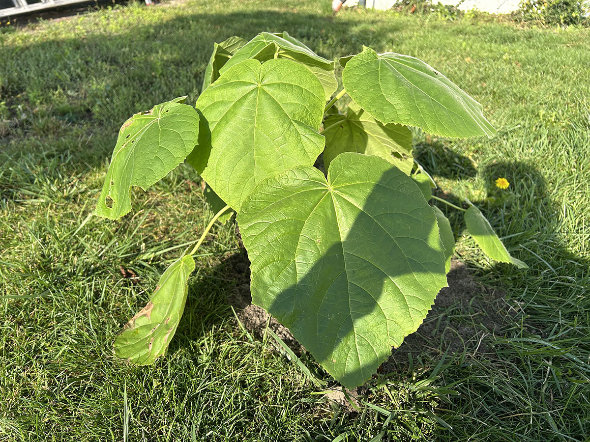 mlodapaulownia