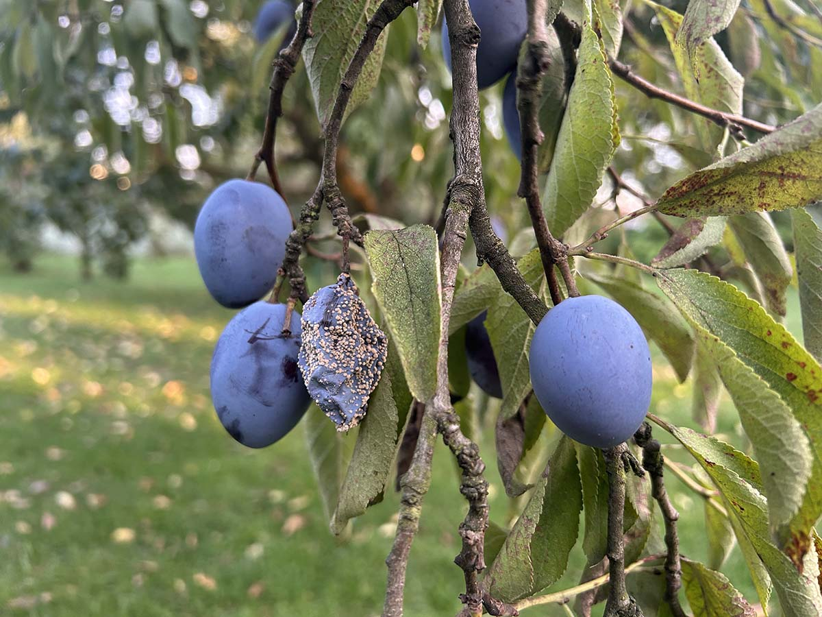Monilioza na śliwce - objawy szarej grzybni Śliwka porażona przez brunatną zgniliznę (moniliozę) pokryta szarymi brodawkami grzybni na tle zdrowych owoców