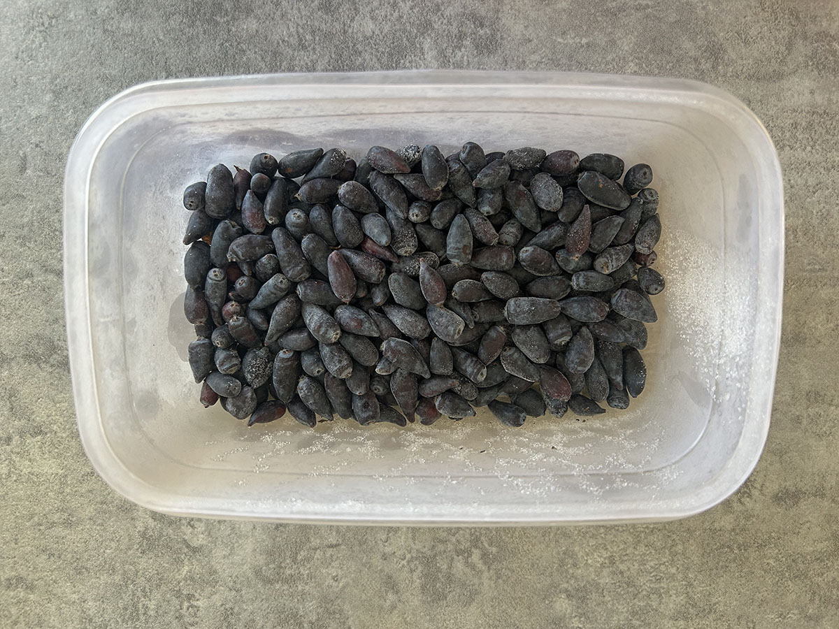 Mrożona jagoda kamczacka mrozona jagoda kamczacka