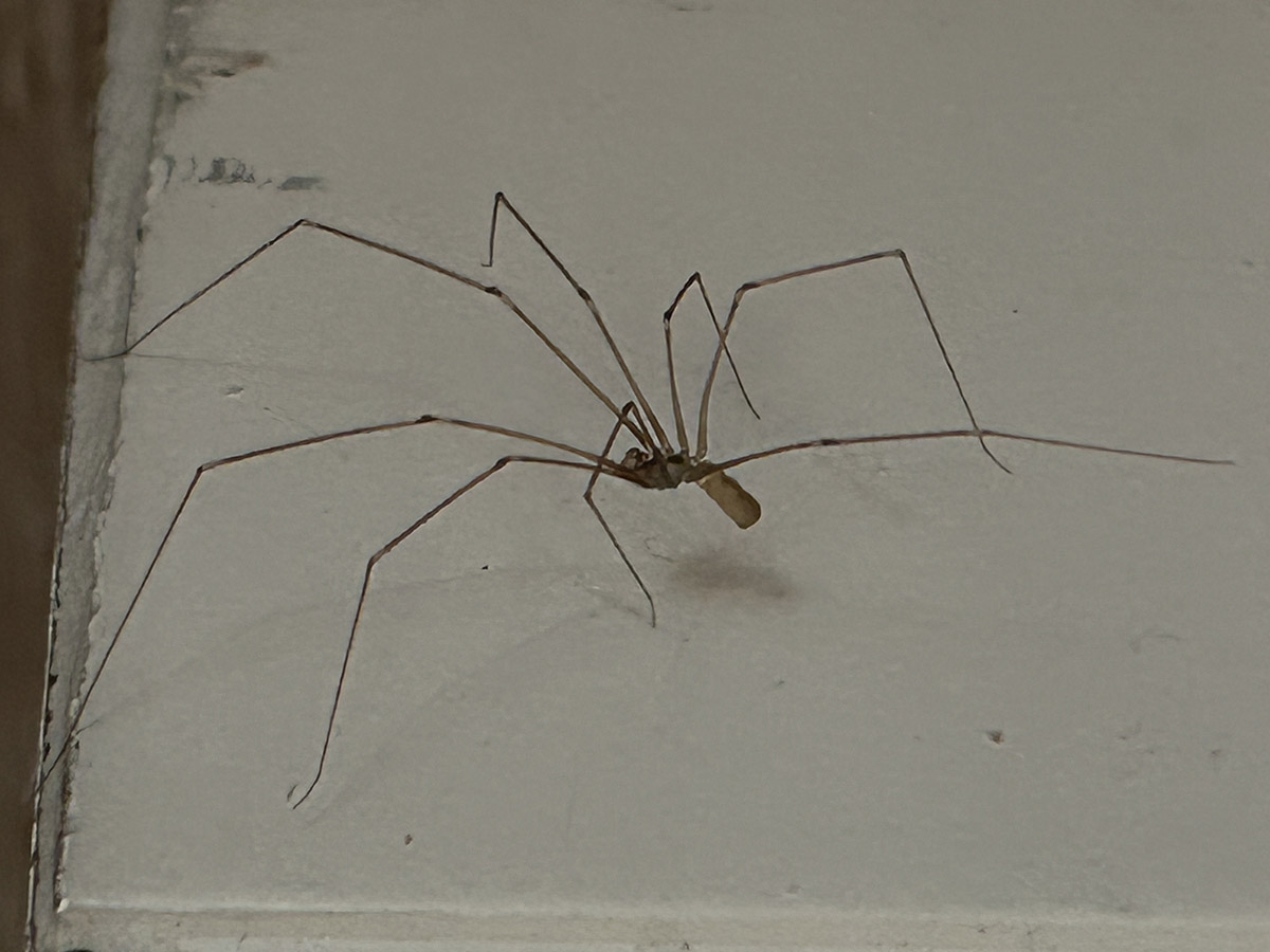 Nasosznik trzęś na ścianie w mieszkaniu Zdjęcie pająka nasosznik trzęś (Pholcus phalangioides) o długich nogach na białej, domowej ścianie, widok z boku, ilustracja do artykułu.