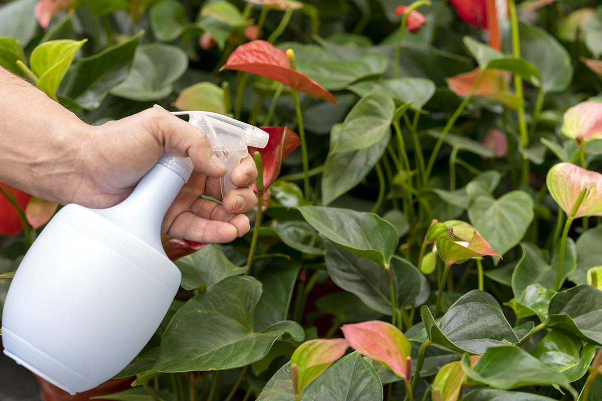 Ręczny spryskiwacz ogrodowy podczas nanoszenia ekologicznego oprysku na krzewy przeciw kleszczom.