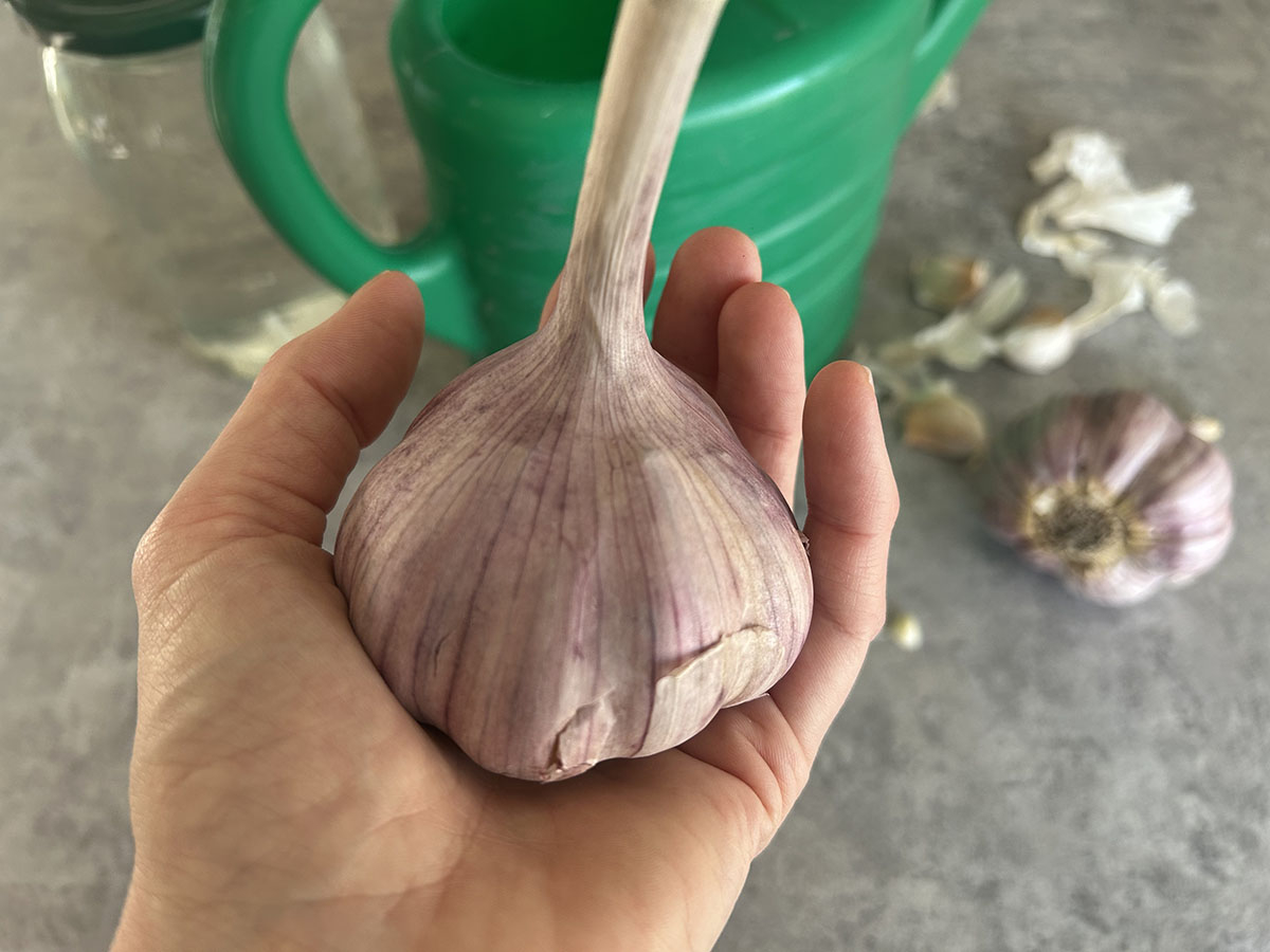 Naturalny nawoz z czosnku naturalnynawozzczosnku