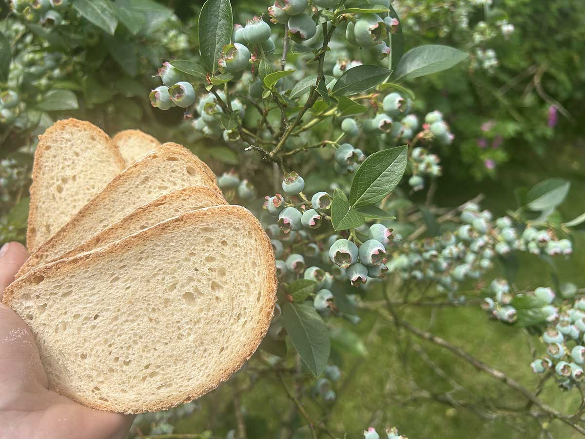 Kromki czerstwego chleba trzymane w dłoni na tle krzewu borówki amerykańskiej jako naturalny nawóz