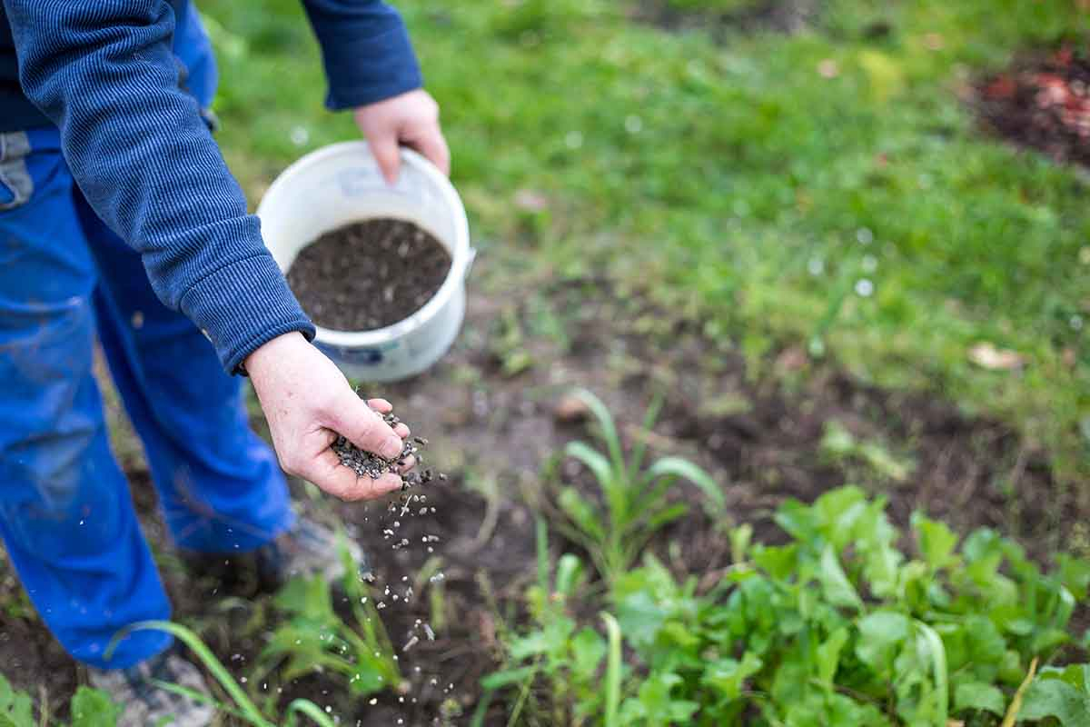 Nawożenie ogrodu w sierpniu Nawożenie ogrodu w sierpniu - dłoń rozsypująca granulowany nawóz jesienny na rabacie