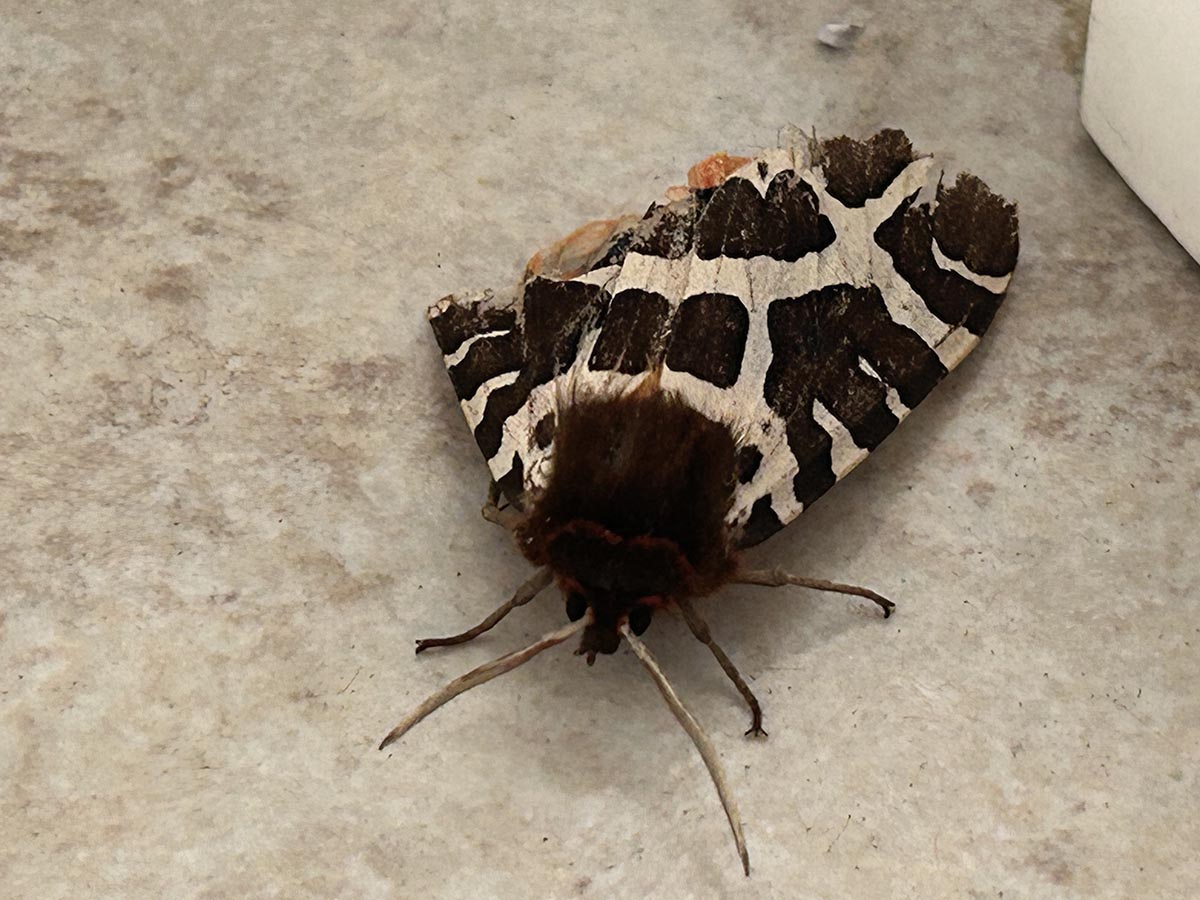 Dorosły osobnik Niedźwiedziówki kaja Niedźwiedziówka kaja, duży motyl nocny siedzący na jasnej powierzchni, pokazujący brązowo-biały wzór skrzydeł.